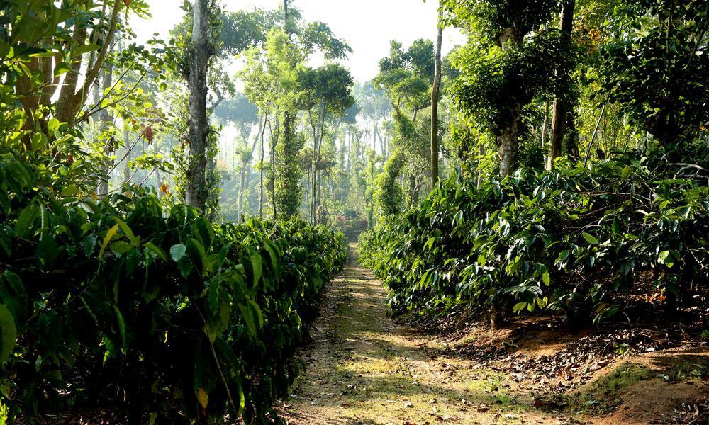 Coffee Native - A Family Homestay Mudigere Habitación foto