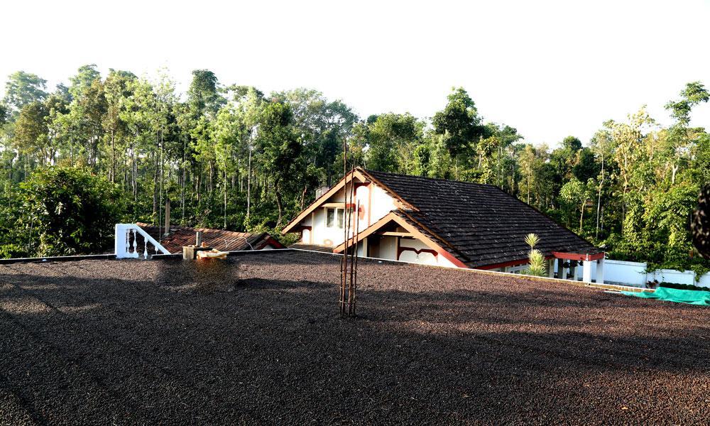 Coffee Native - A Family Homestay Mudigere Habitación foto