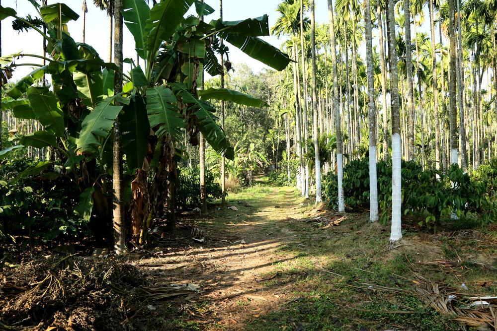 Coffee Native - A Family Homestay Mudigere Habitación foto